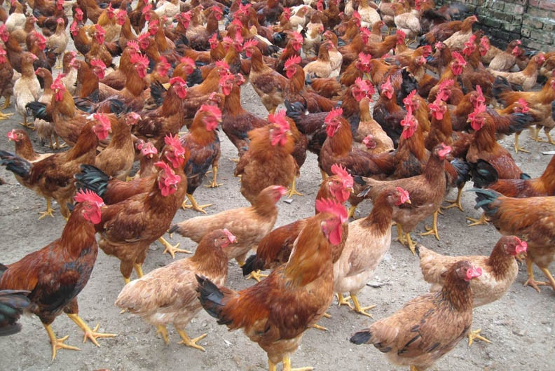 Việc nuôi tập trung và chất lượng dinh dưỡng không tốt là nguyên nhân làm gà bị ngộ độc
