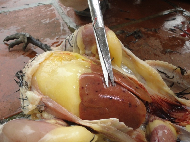 Biểu hiện gà bị nhiễm trùng máu
