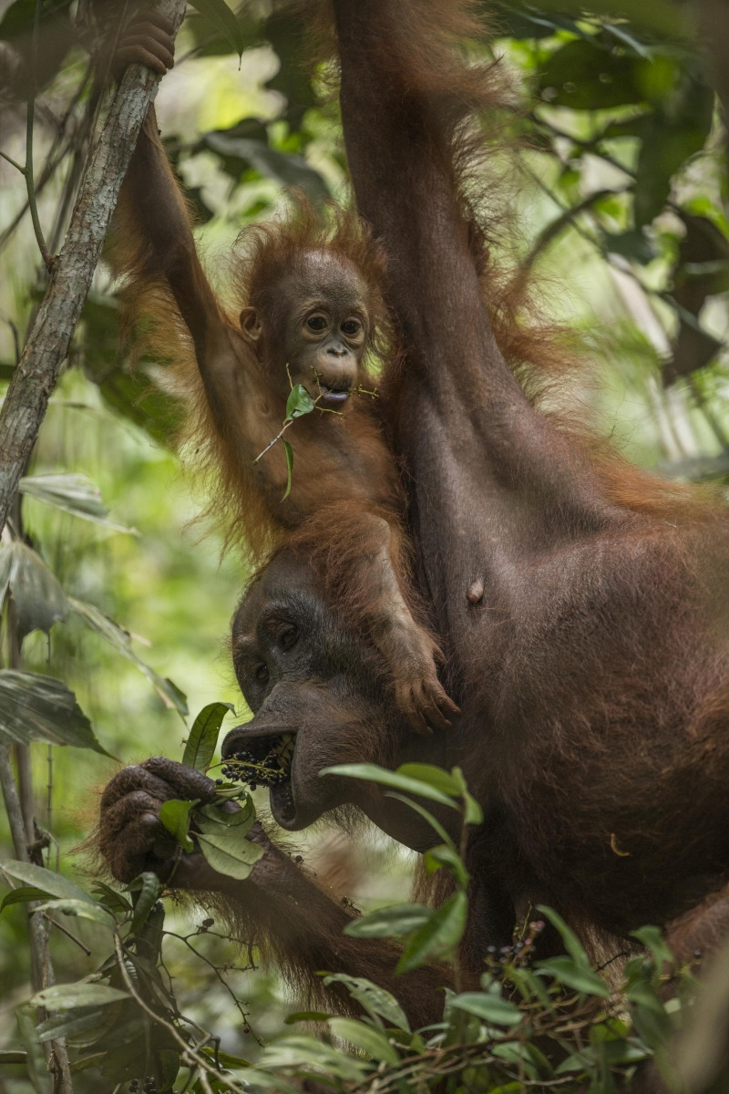Bộ ảnh Tough Times for Orangutans của nhiếp ảnh gia Tim Laman - Nguồn Internet