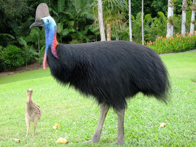Phụ nữ châu Úc thường lấy mỡ chim Emu đắp mặt