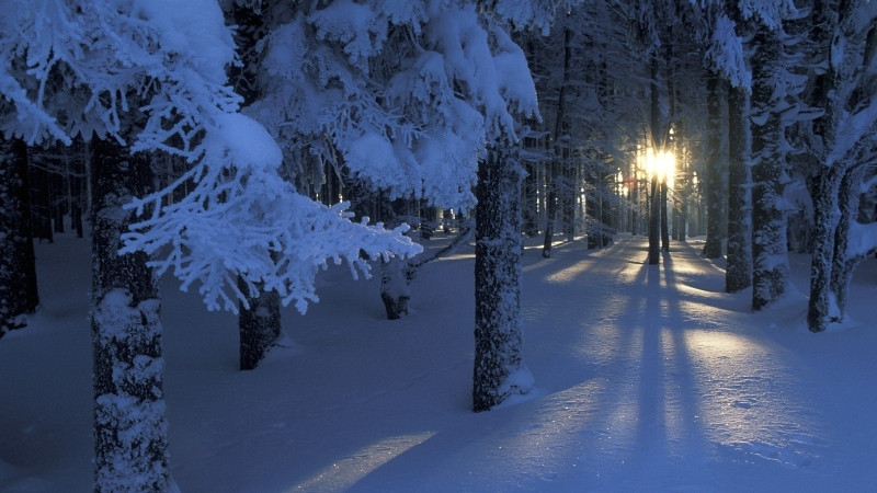 Những tia nắng sớm nhẹ nhàng lọt qua những tán thông phủ đầy tuyết trắng'