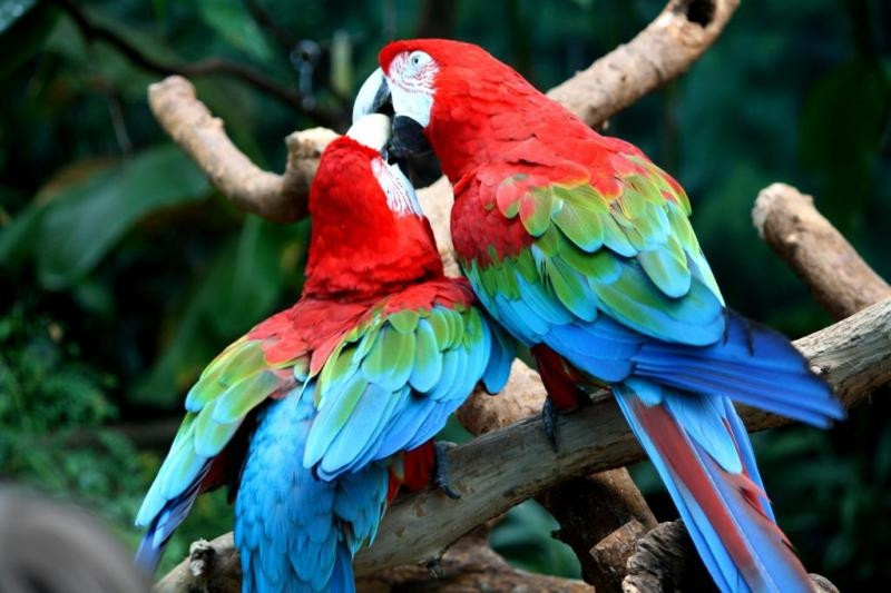 Vẹt Macaw