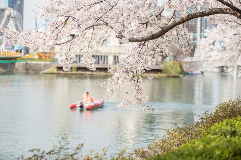 Hồ Seokchon là nơi lý tưởng để bạn tận hưởng trọn vẹn mùa xuân của Hàn Quốc