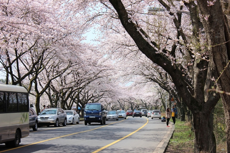 Lượng khách đổ về ngắm hoa anh đào ở Jeju rất lớn
