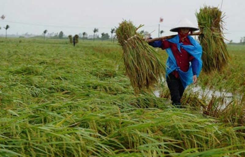 Việt Nam đi lên từ cây lúa