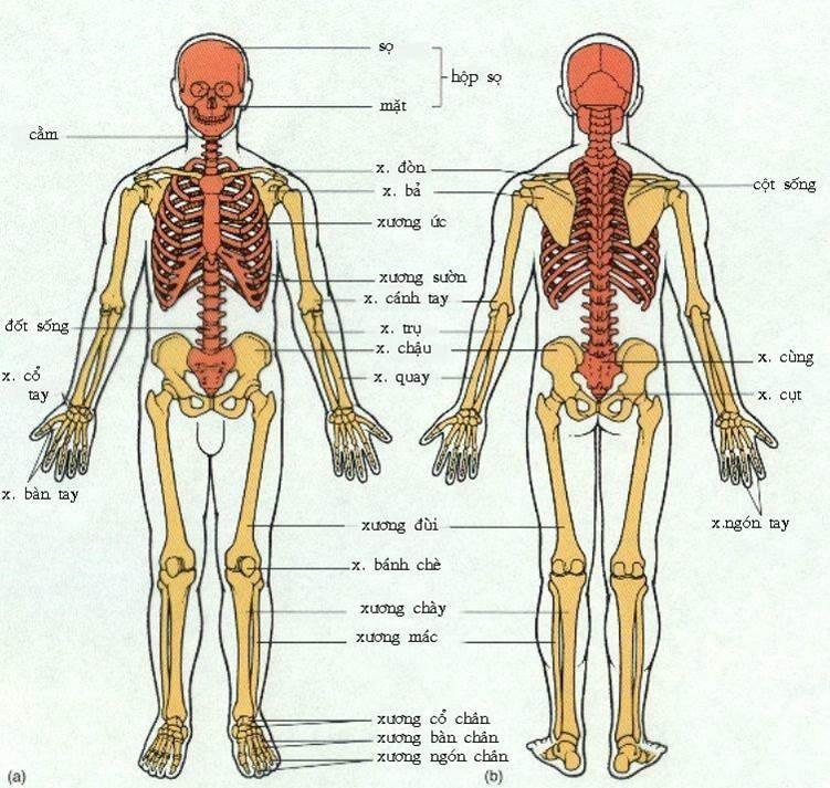 Con người không trực tiếp điều khiển xương