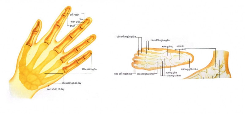 Xương không phân bố đều