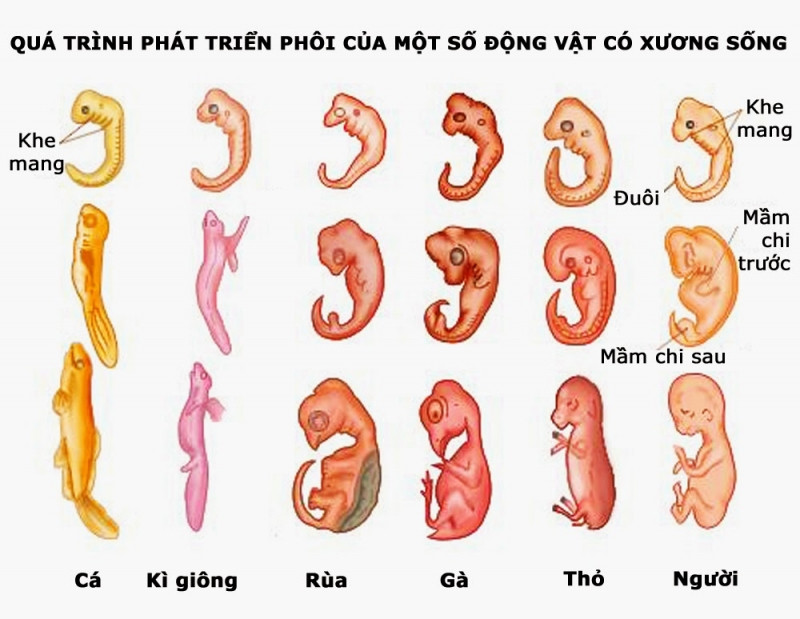 Số lượng động vật có xương sống chỉ chiếm một phần nhỏ