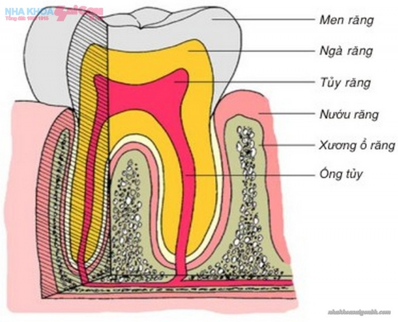 Lớp men răng cứng hơn cả thép