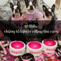 dieu-chung-to-ban-bi-cuong-thu-cung