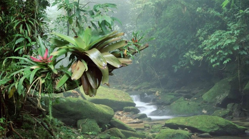 Rừng nhiệt đới Brazil có lượng oxy nhiều nhất thế giới? Hoàn toàn sai