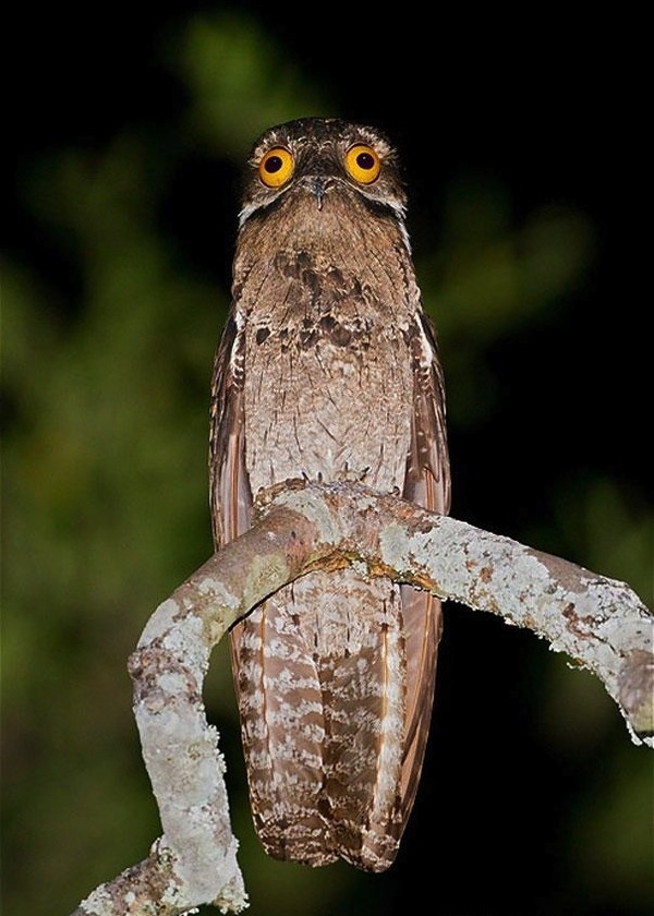 Chim Potoo