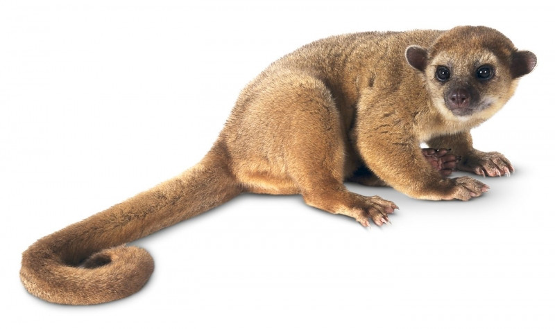 Loài Kinkajou