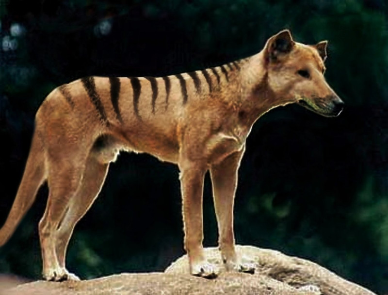 Thylacine