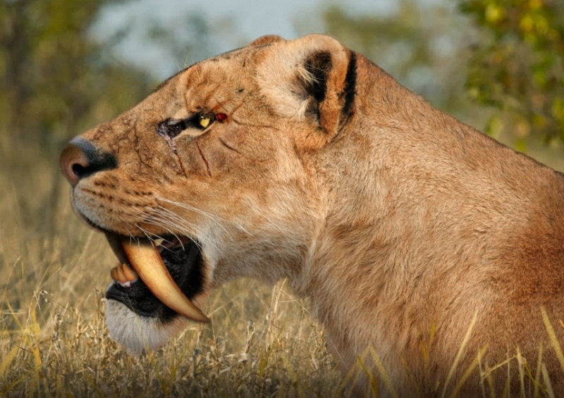 Saber Toothed Cat