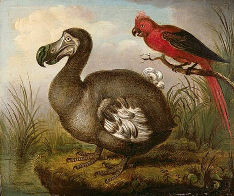 Dodo