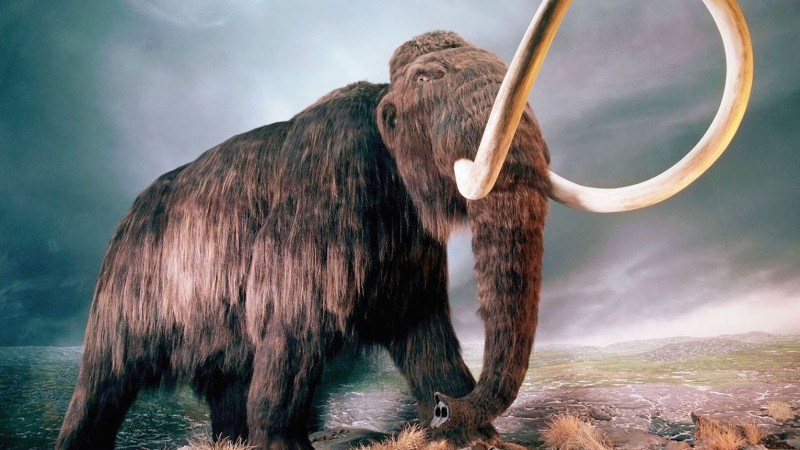 Woolly Mammoth