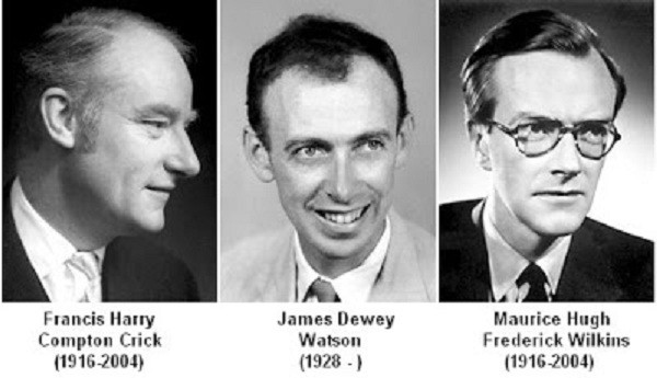 Francis Crick (1916 - 2004), James Watson (1928) và Maurice Wilkins (1916 - 2004)