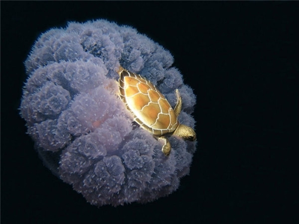 Chú rùa đang vùng vẫy trên lưng sứa