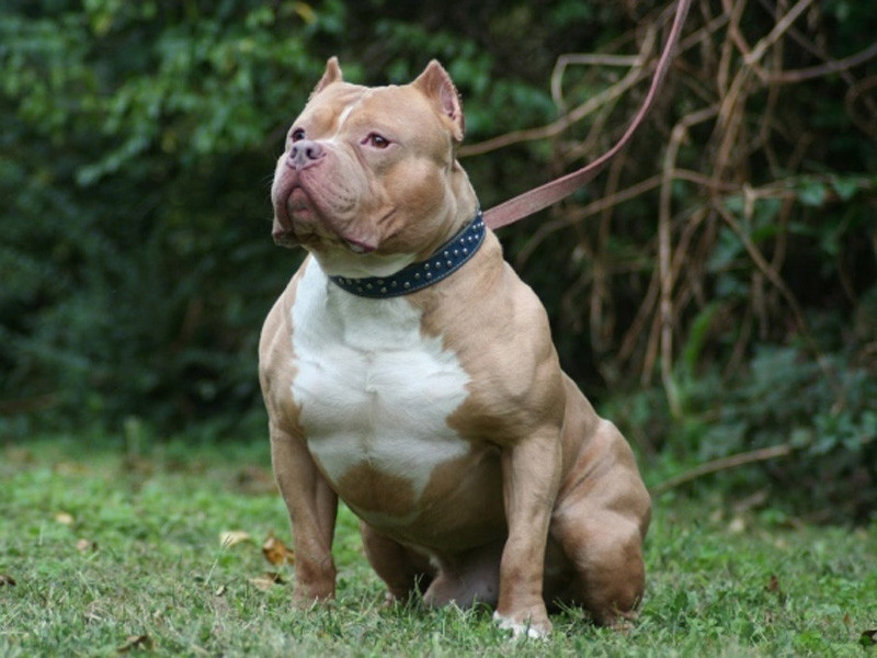 Pitbull với dáng vẻ khỏe mạnh và hiếu chiến. Ảnh minh họa.