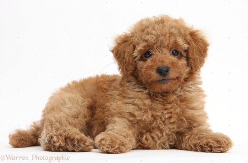 poodle với bộ lông xoăn đáng yêu. Ảnh minh họa.