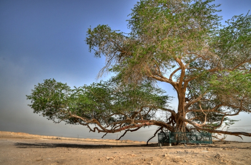 Cây sinh mệnh