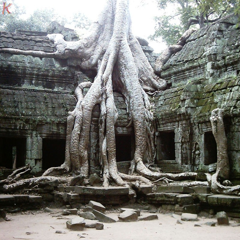 Cây bông gòn ở Ta Prohm