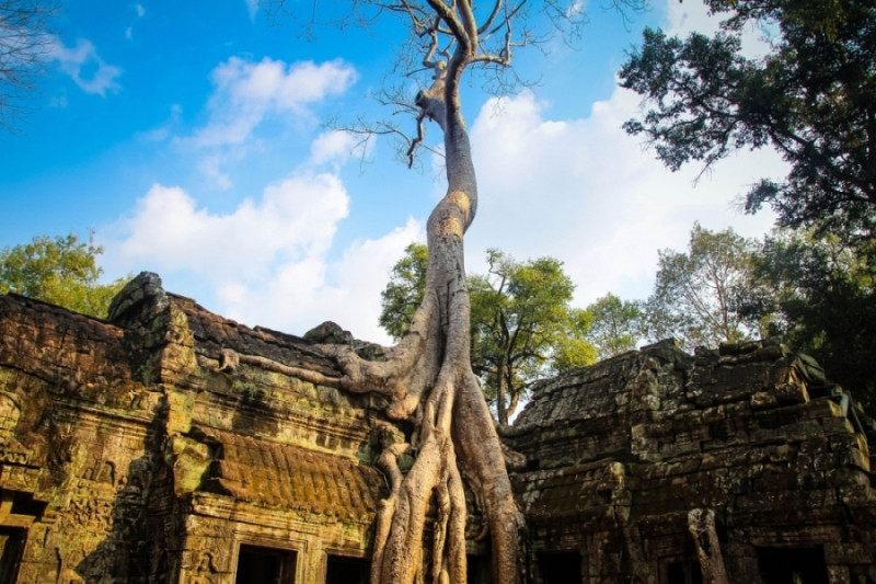 Cây bông gòn ở Ta Prohm