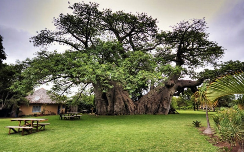 Cây cổ thụ Sunland Baobab