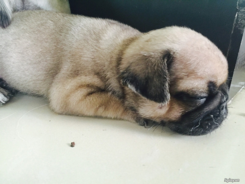 Pug thuộc giống cho bầu bạn hiền lành