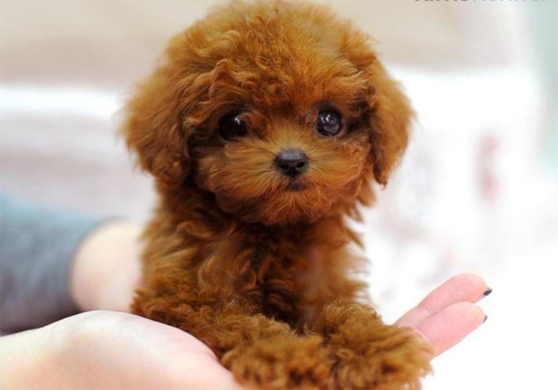 Poodles giống cho đáng yêu nhất