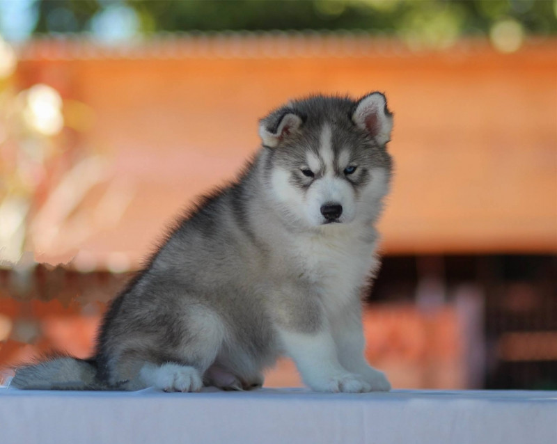 Chó Huskies