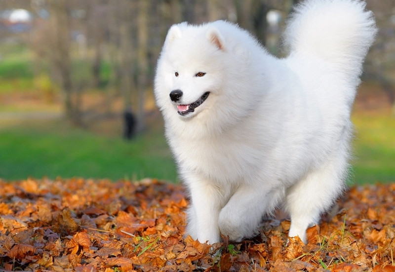 Samoyed là giống chó rất thông minh và không thích chiến tranh với đồng loại