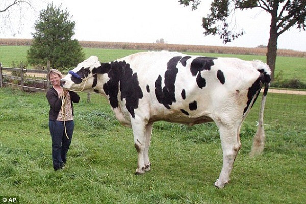 Chú bò Blossom cao nhất thế giới