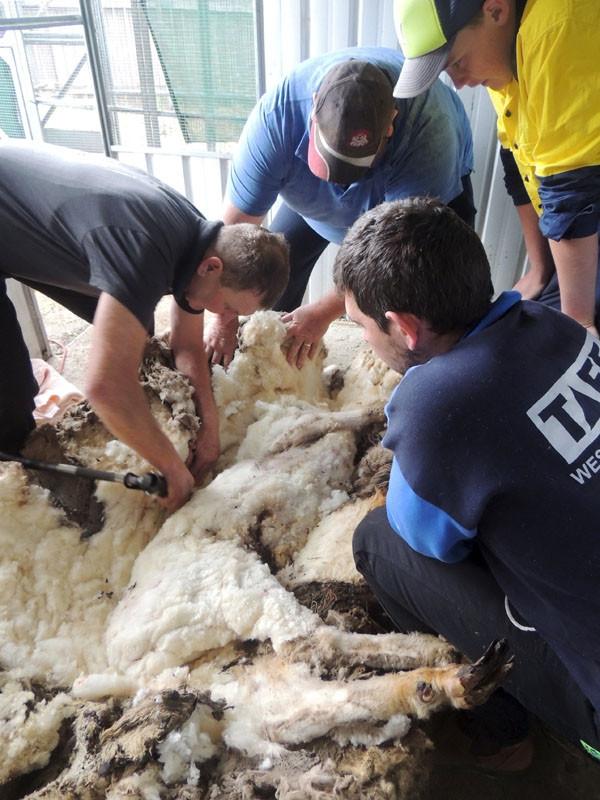 Hoạt động Elkins và nhân viên hỗ trợ cạo lớp lông cừu của Chiris