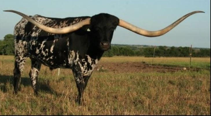 Chú bò Lazy J’s Bluegrass - sừng dài nhất thế giới