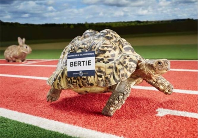 Chú rùa Bertie chạy nhanh nhất