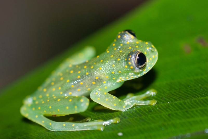 Ếch Thủy Tinh – The Fleischmann’s Glass Frog