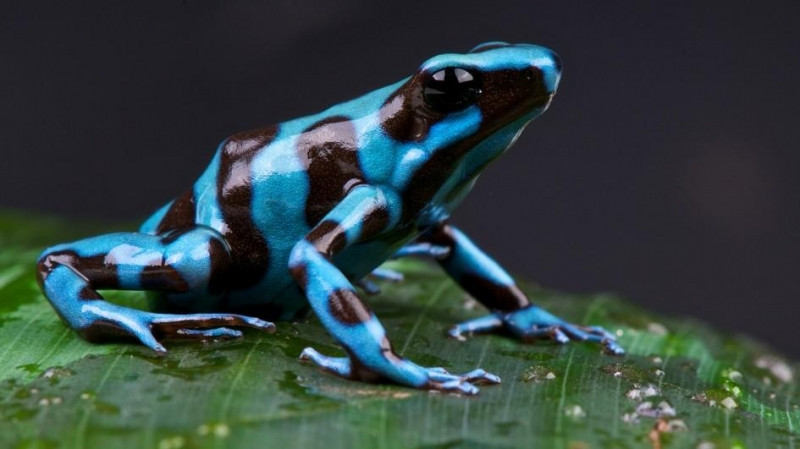 Ếch phi tiêu độc – The Poison Dart Frog