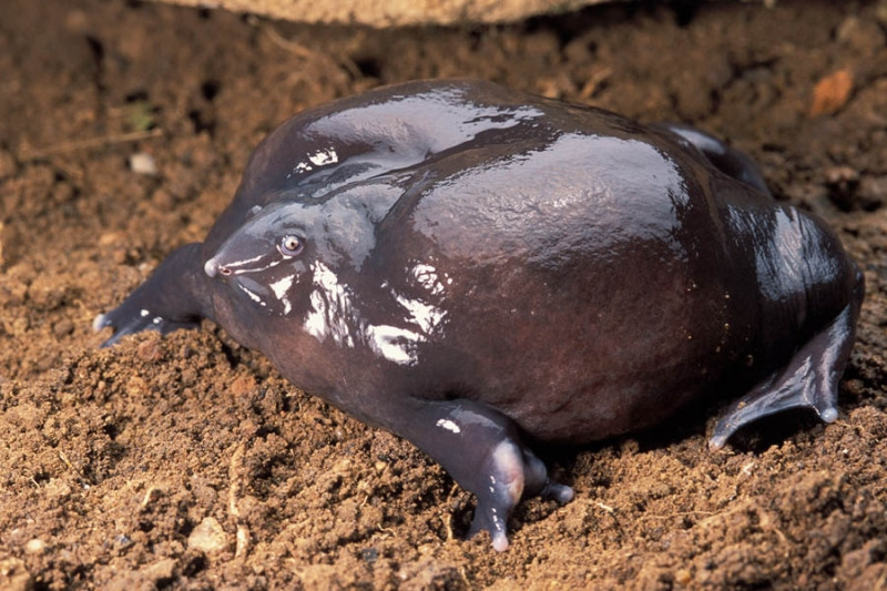 Ếch Tía – The Purple Frog