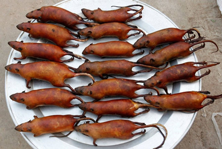 Thịt chuột (Ấn Độ, Việt Nam, Lào,…)