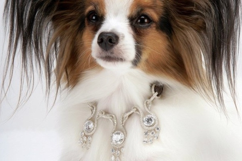 Vòng cổ cho chó Amour Amour: 3.2 triệu USD