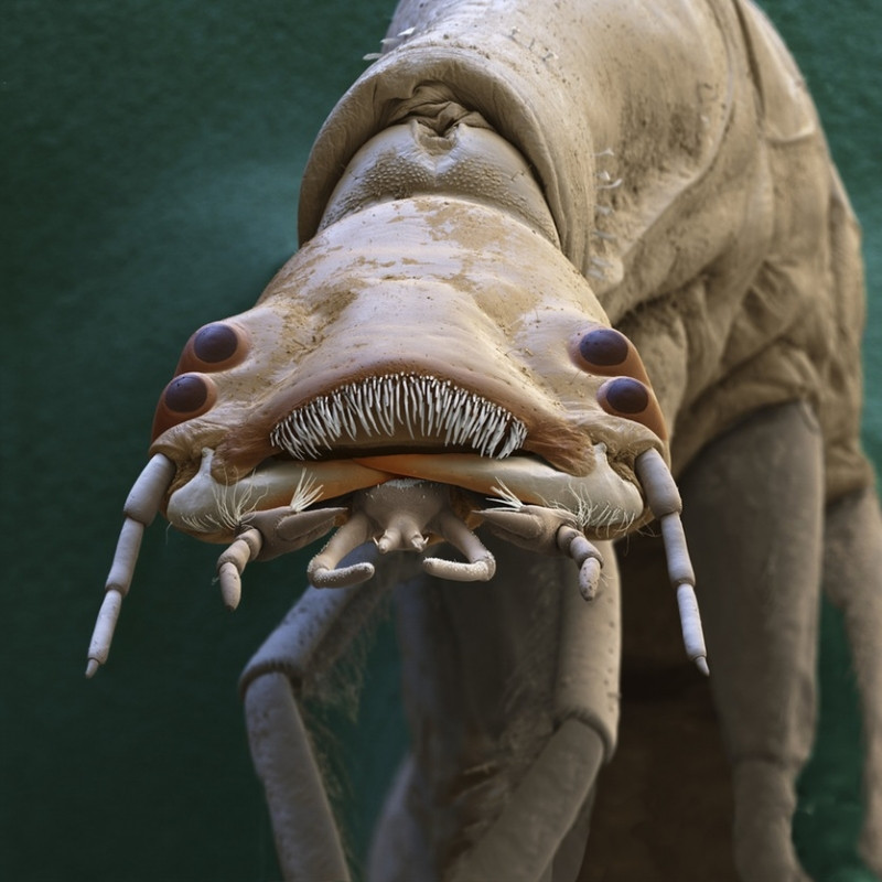 Ấu trùng Baetis sp.