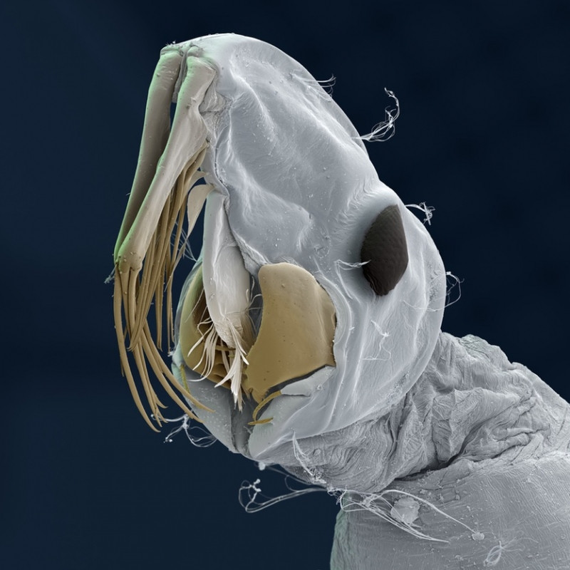 Chuồn chuồn Pyrrhosoma nymphula