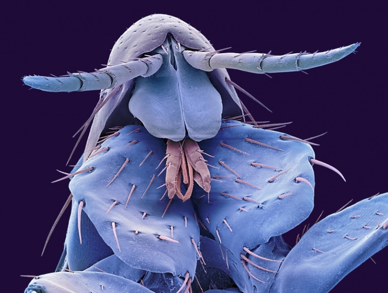 Ấu trùng Chaoborus crystallinus