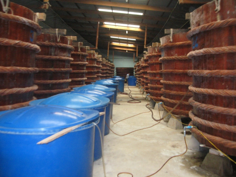 Một cơ sở sản xuất nước mắm Phú Quốc