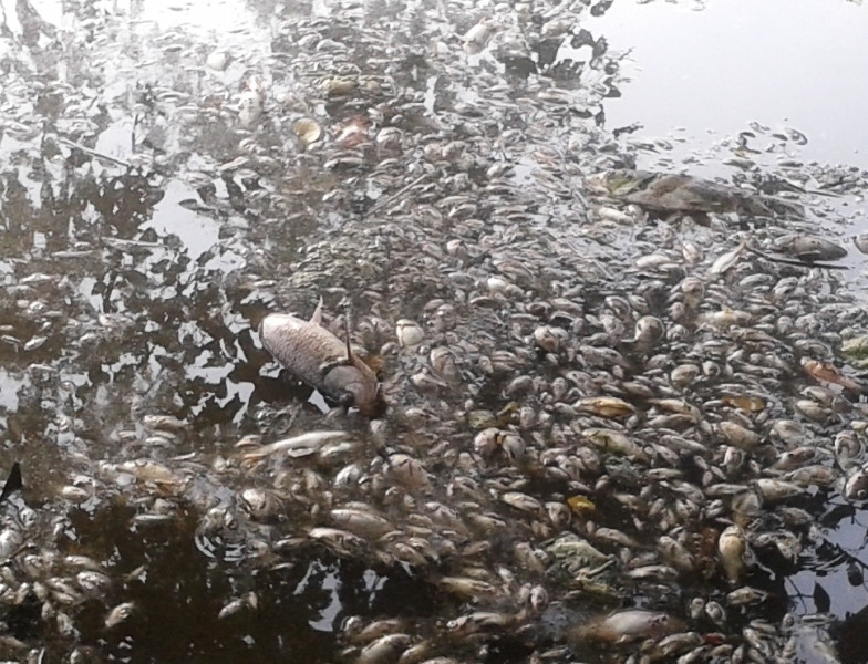 Cá chết hàng loạt trong hồ Mật Sơn giữa tháng 7/2016