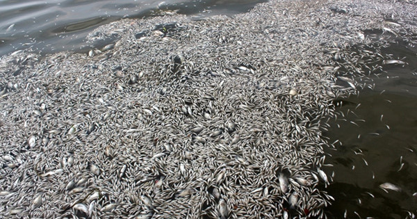 Cá chết hàng loạt ở hồ Tây (Hà Nội), ngày 1/10/2016