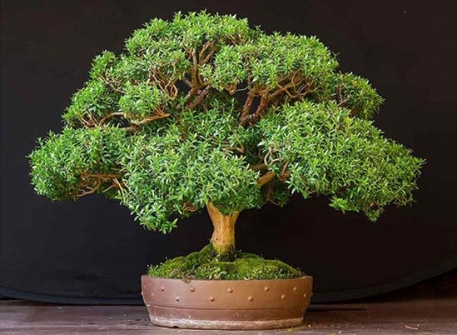 Hương đào thường được người ta tạo cảnh dáng bonsai nhằm mục đích trang trí