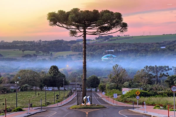 Con đường xây quanh cái cây tại Brazil